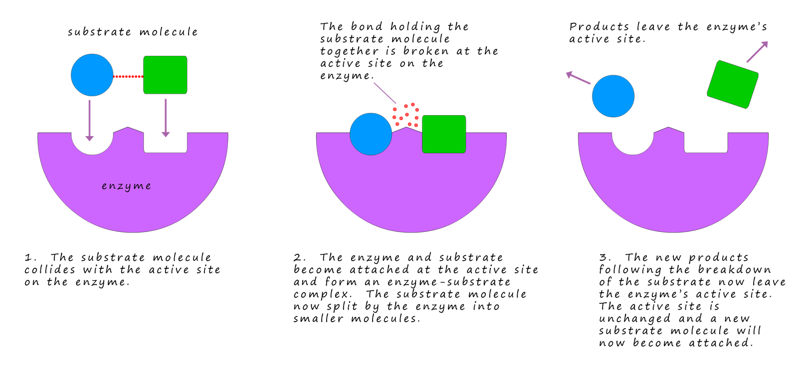 A lock and key diagram to show how an enzyme breaks down a substarte.